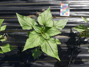 planttop