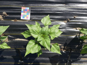 planttop