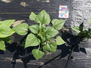 planttop