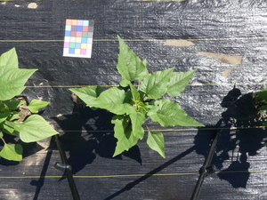 planttop