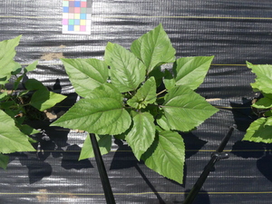 planttop