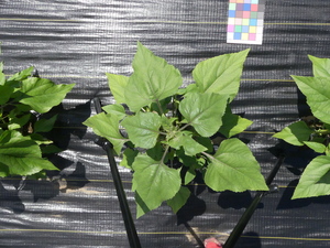 planttop