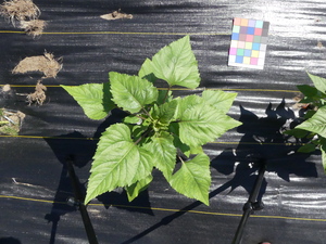 planttop