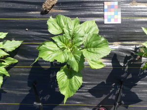 planttop