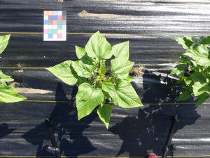 planttop
