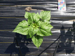 planttop