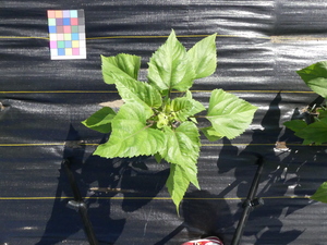 planttop