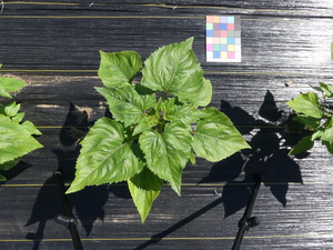 planttop