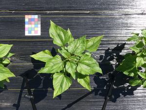 planttop