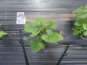 planttop
