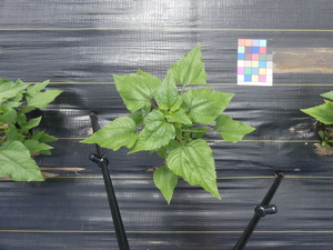 planttop