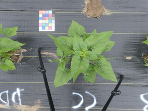 planttop