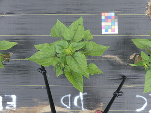 planttop