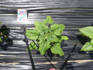 planttop