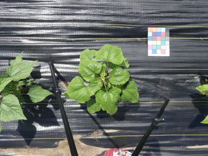 planttop