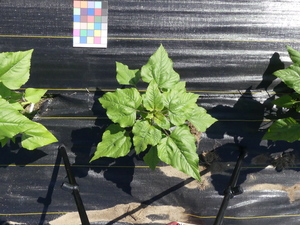 planttop