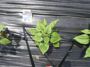 planttop