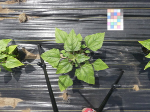planttop
