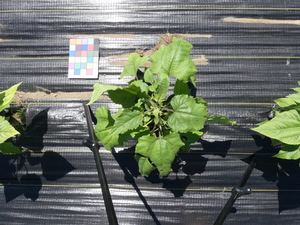 planttop