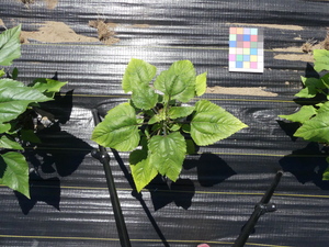 planttop