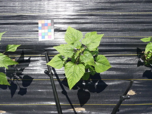 planttop