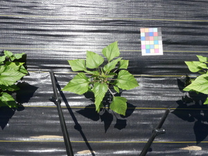 planttop