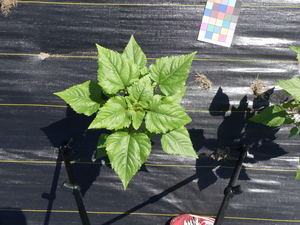 planttop