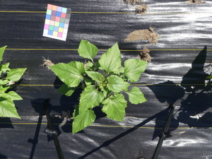 planttop