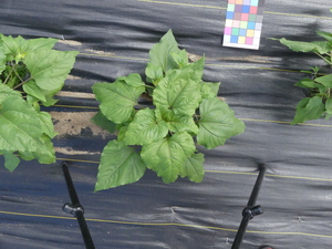 planttop