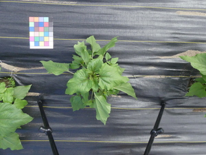 planttop