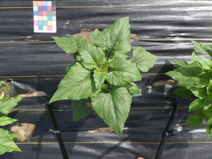 planttop