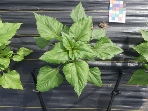 planttop
