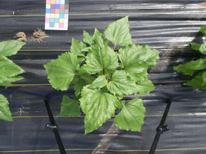 planttop