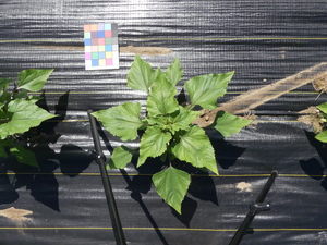 planttop