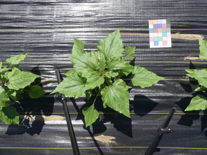 planttop