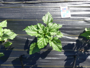 planttop