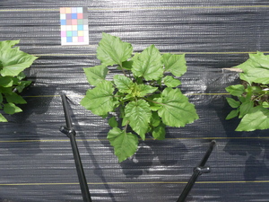 planttop