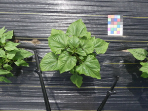 planttop