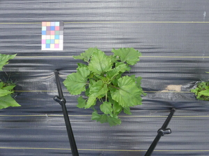 planttop
