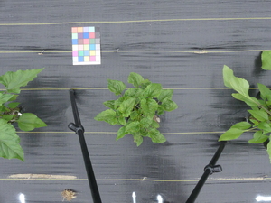 planttop