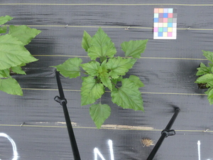 planttop