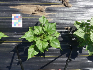 planttop