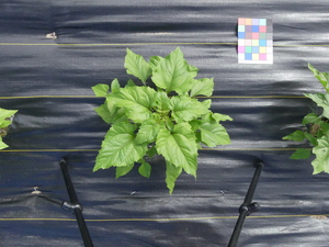 planttop