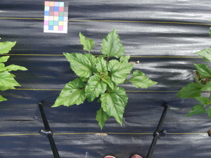planttop