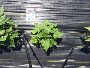 planttop