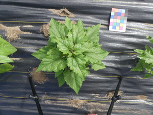 planttop