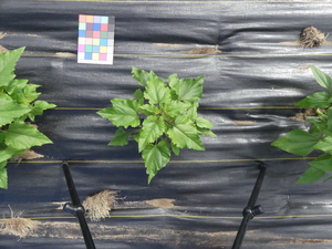 planttop