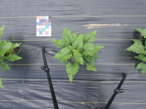 planttop