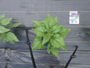 planttop