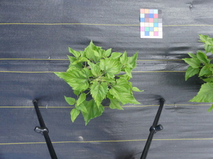 planttop